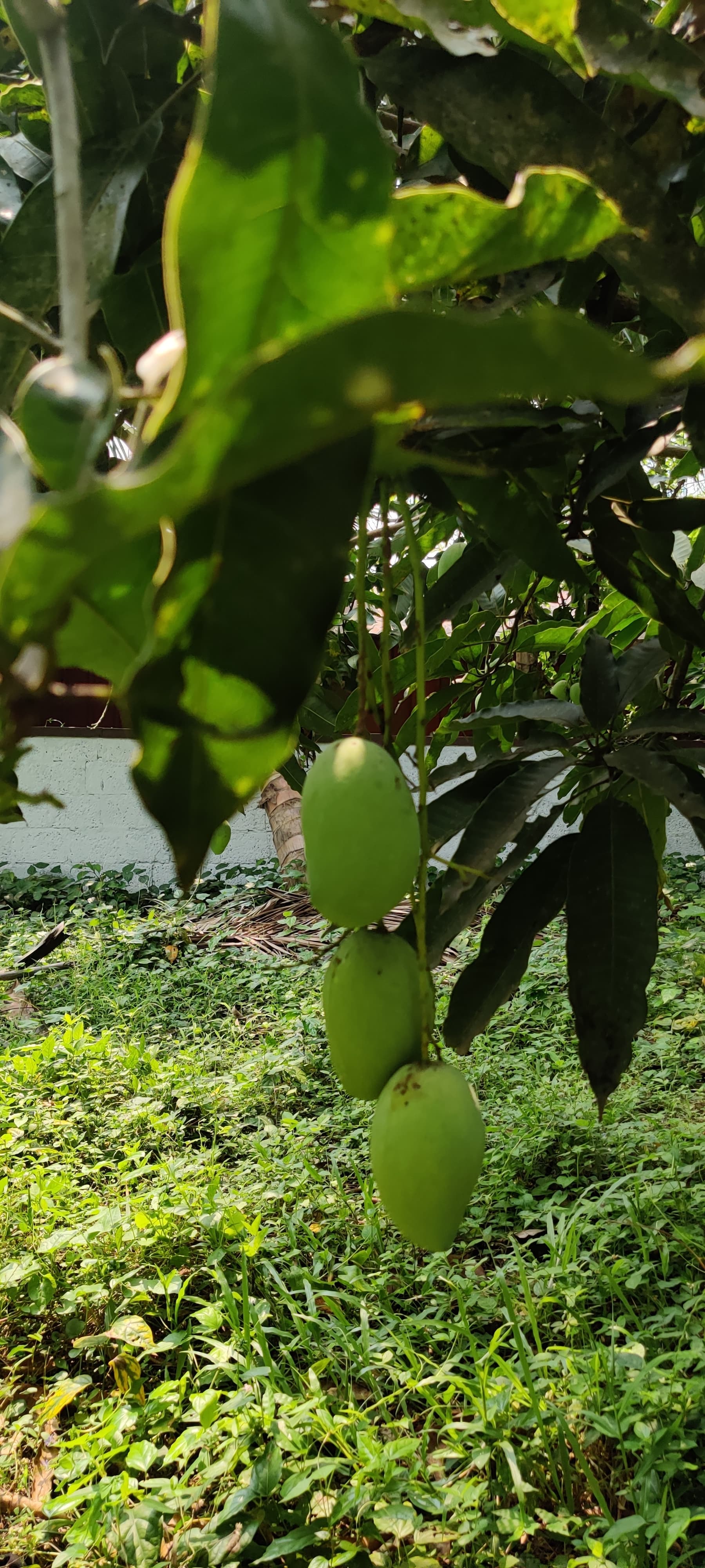 Farm produce