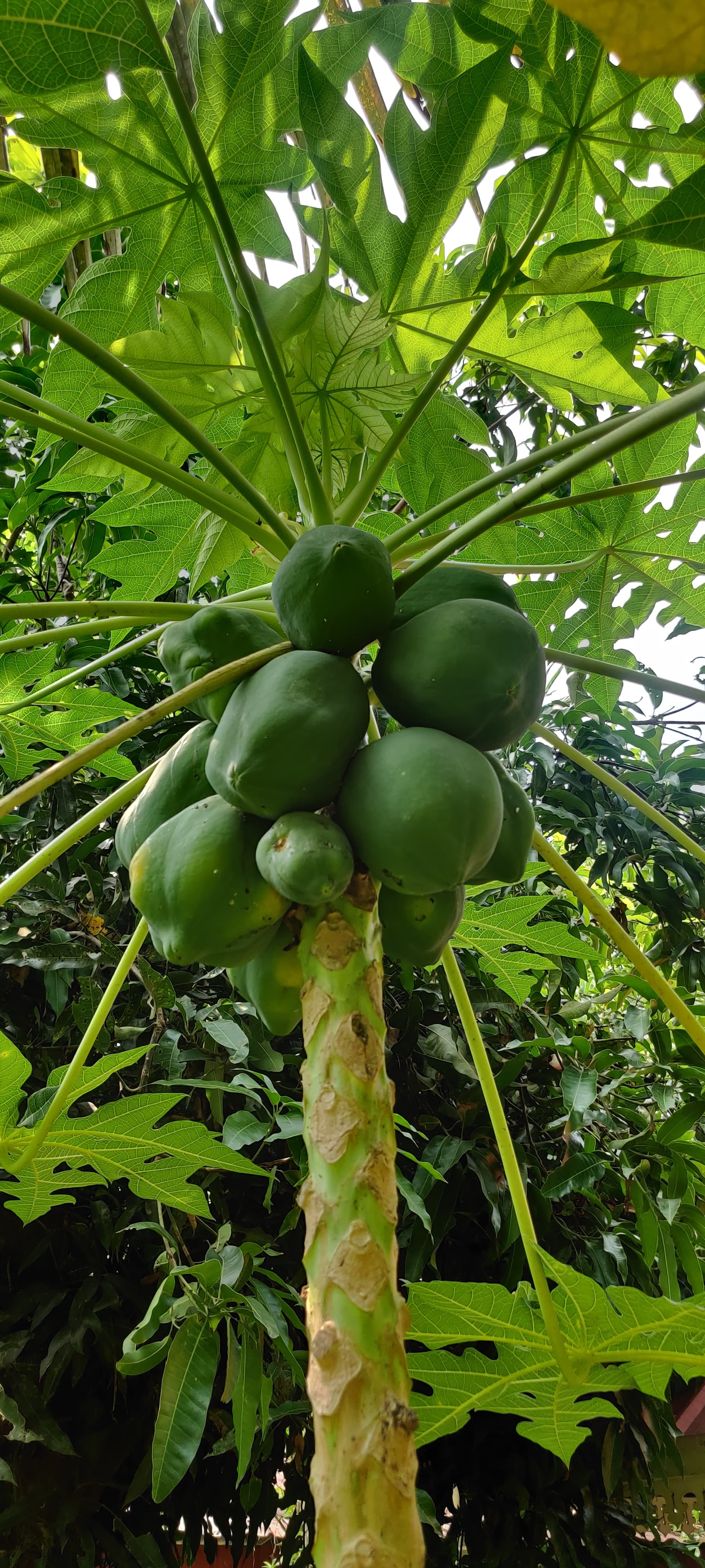 Farm produce